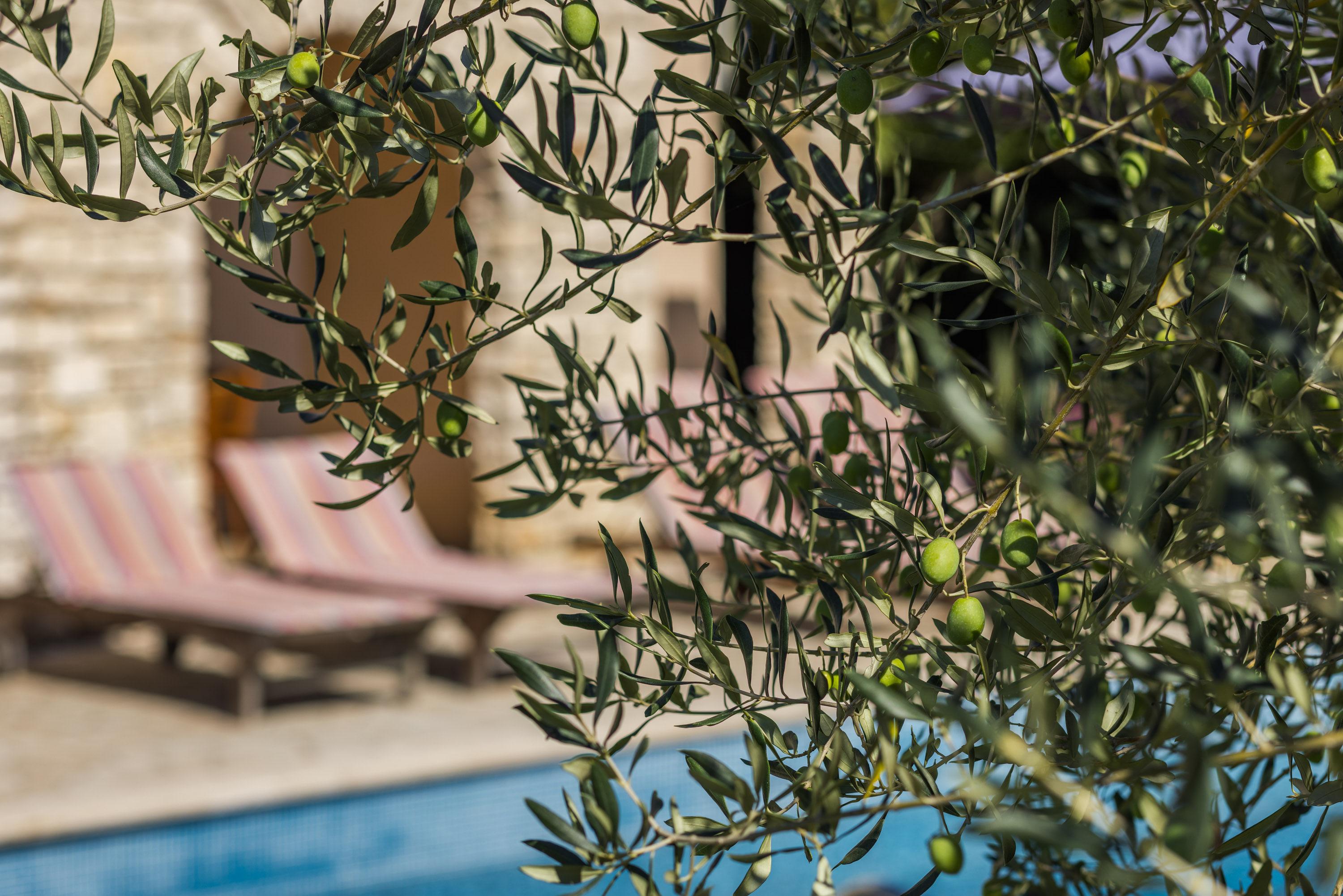 Olive tree branches